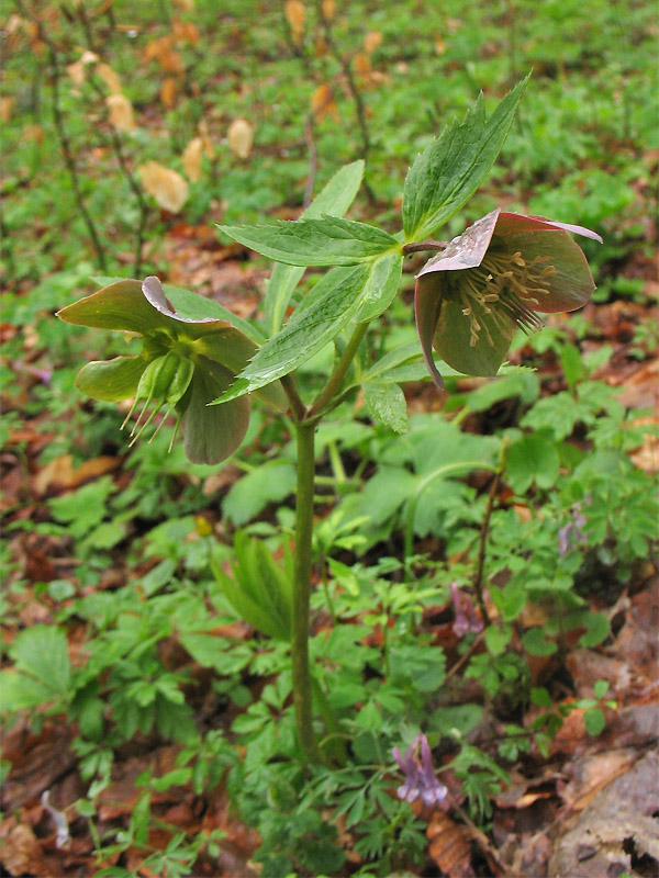 Image of Helleborus purpurascens specimen.