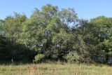 Ulmus laevis