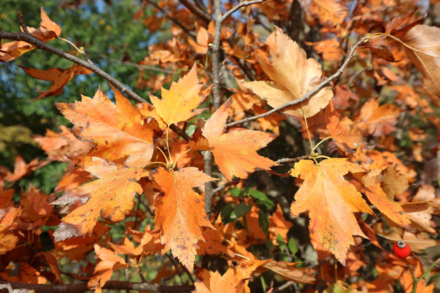 Image of genus Crataegus specimen.