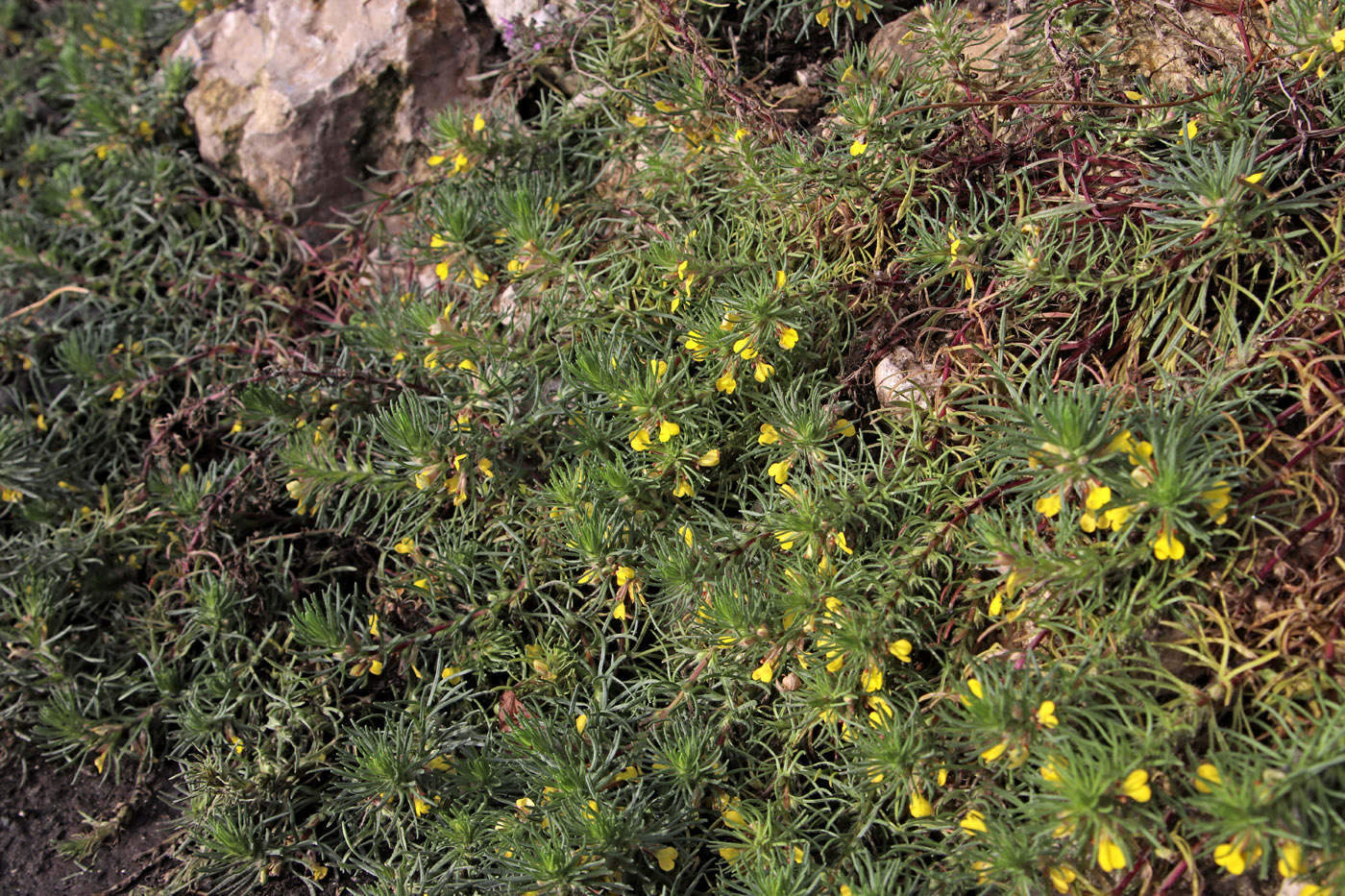 Image of Ajuga chia specimen.