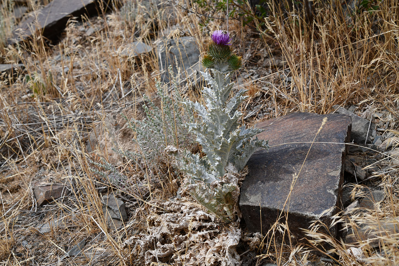 Image of Onopordum acanthium specimen.