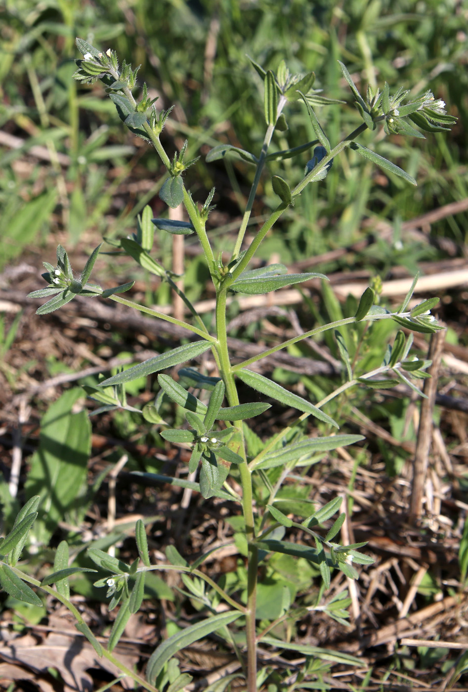 Изображение особи Buglossoides arvensis.