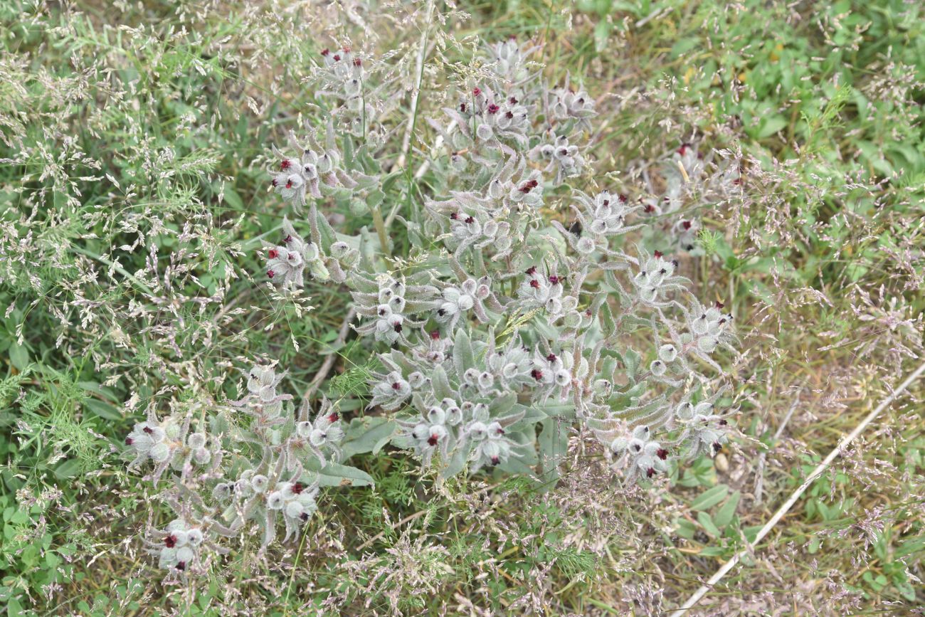 Image of genus Nonea specimen.