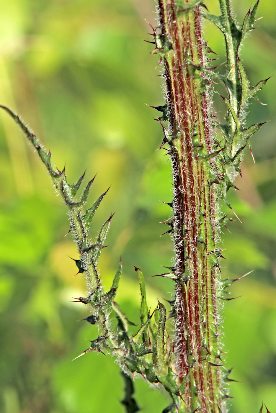 Image of Cirsium palustre specimen.
