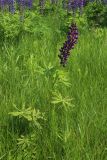 Lupinus polyphyllus. Цветущее растение (лиловоцветковая форма). Псковская обл., Невельский р-н, окр. дер. Косенково, суходольный злаково-разнотравный луг по залежи(?). 14.06.2025.