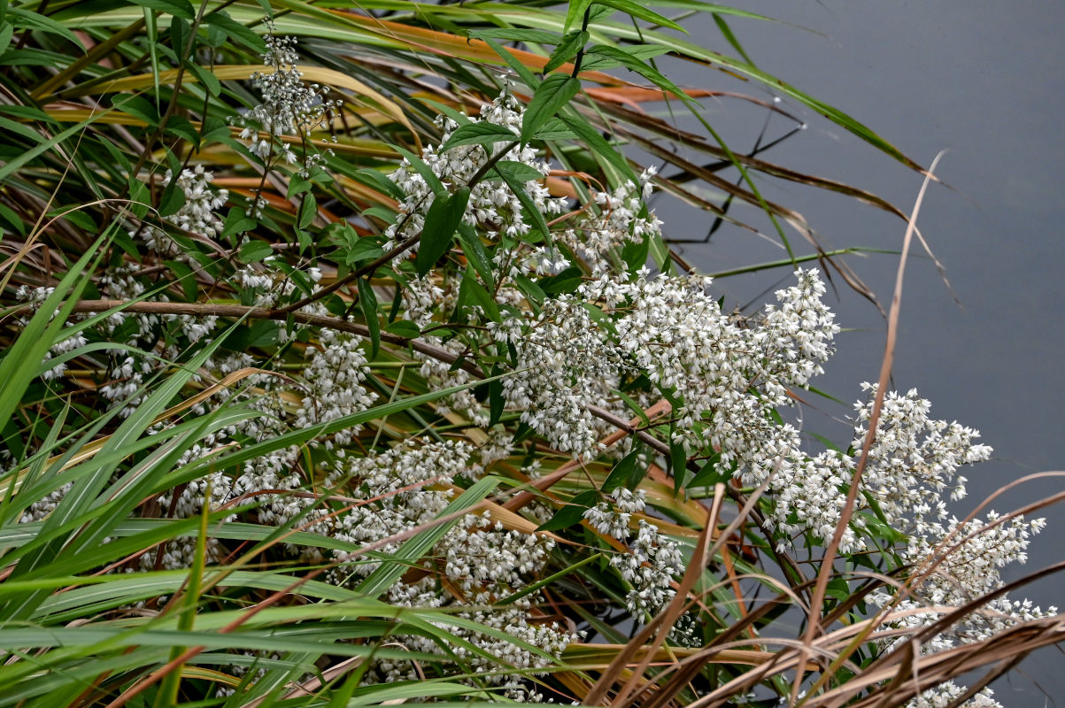 Изображение особи Deutzia ningpoensis.