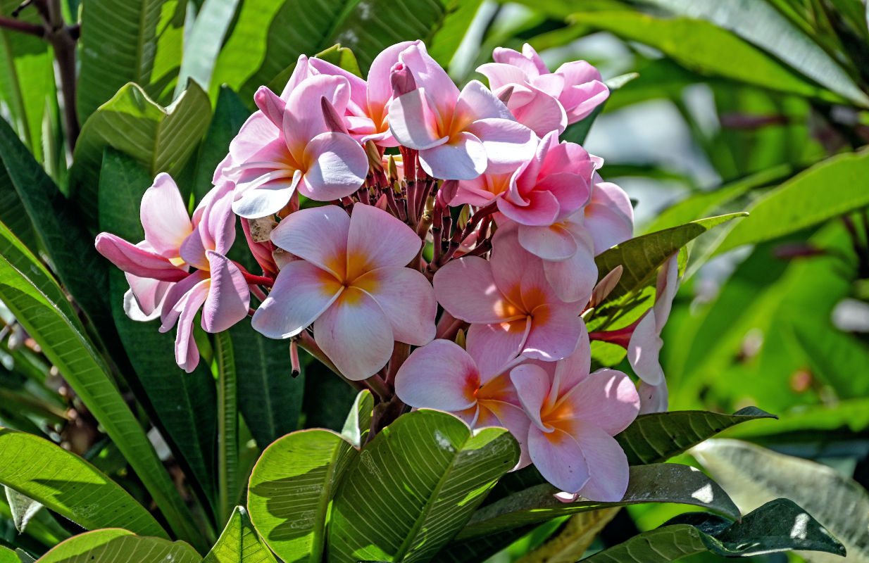 Image of Plumeria rubra specimen.