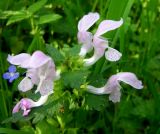 Lamium maculatum