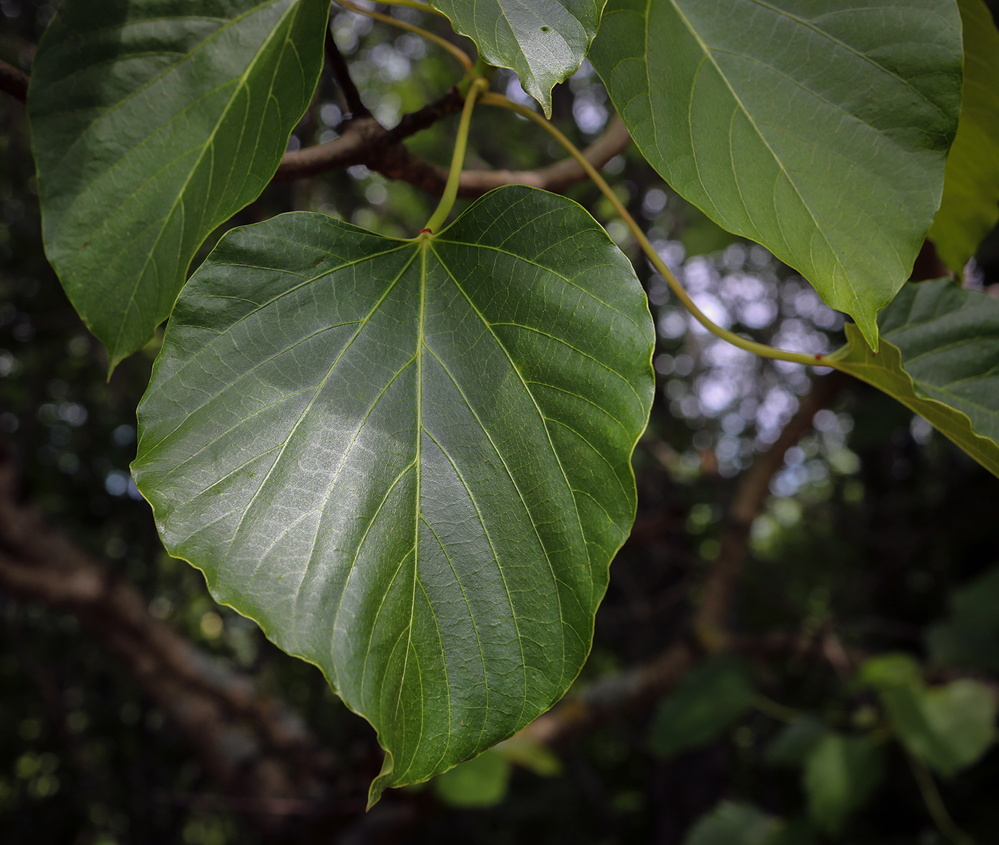 Изображение особи Vernicia fordii.