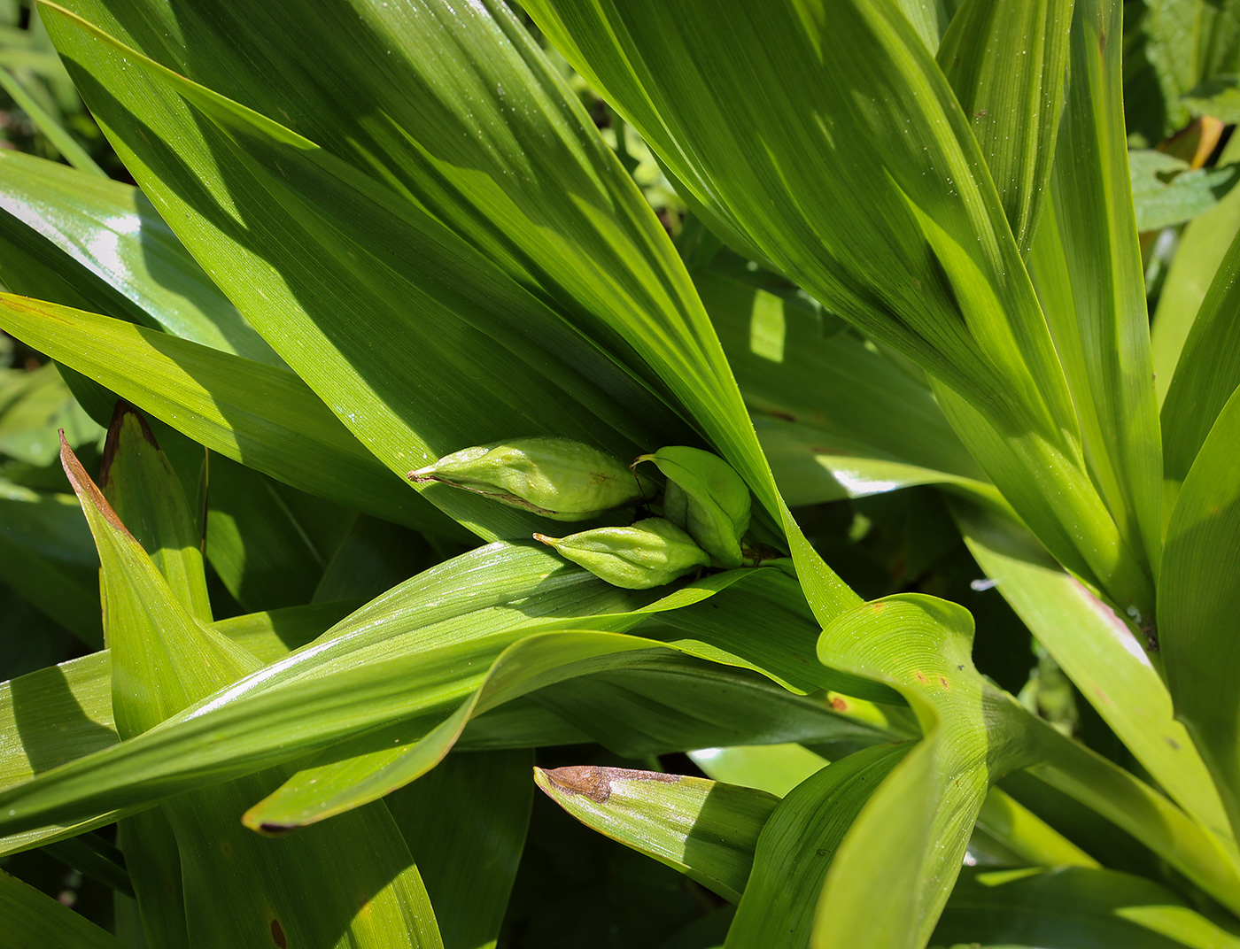 Image of Colchicum speciosum specimen.