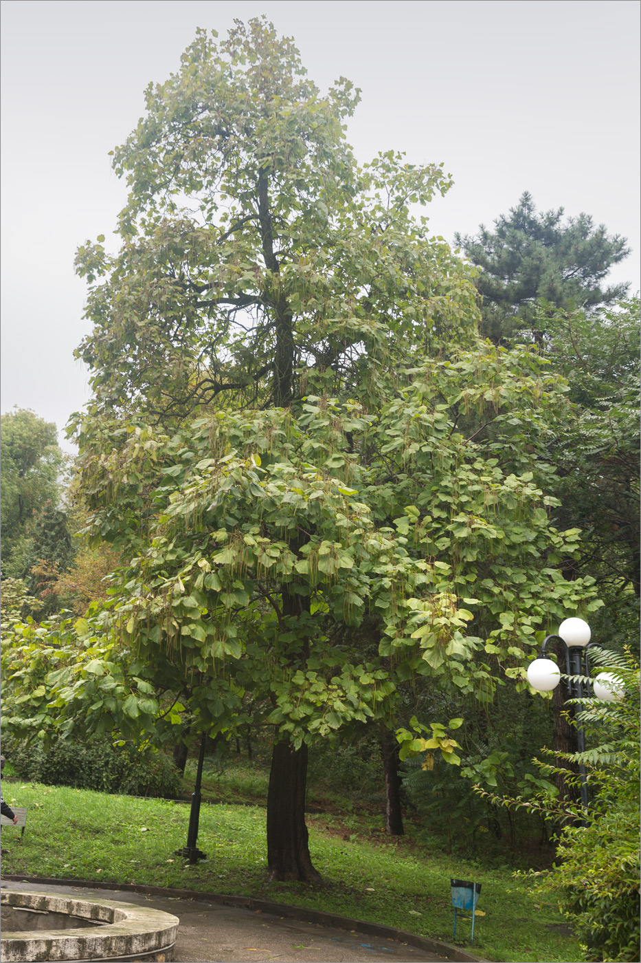 Изображение особи Catalpa bignonioides.