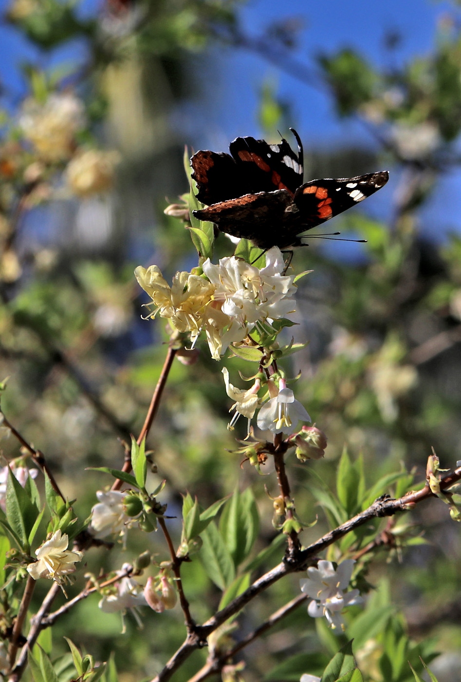 Изображение особи Lonicera fragrantissima.