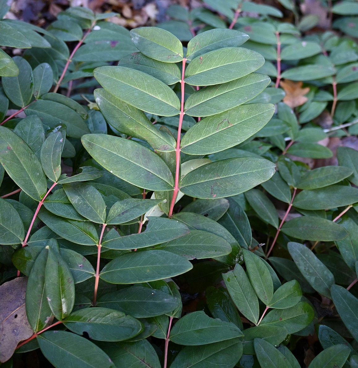 Image of Hypericum calycinum specimen.