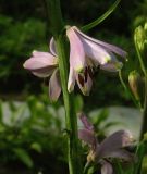 Notholirion bulbuliferum. Часть соцветия. Московская обл., в культуре. 22.06.2007.