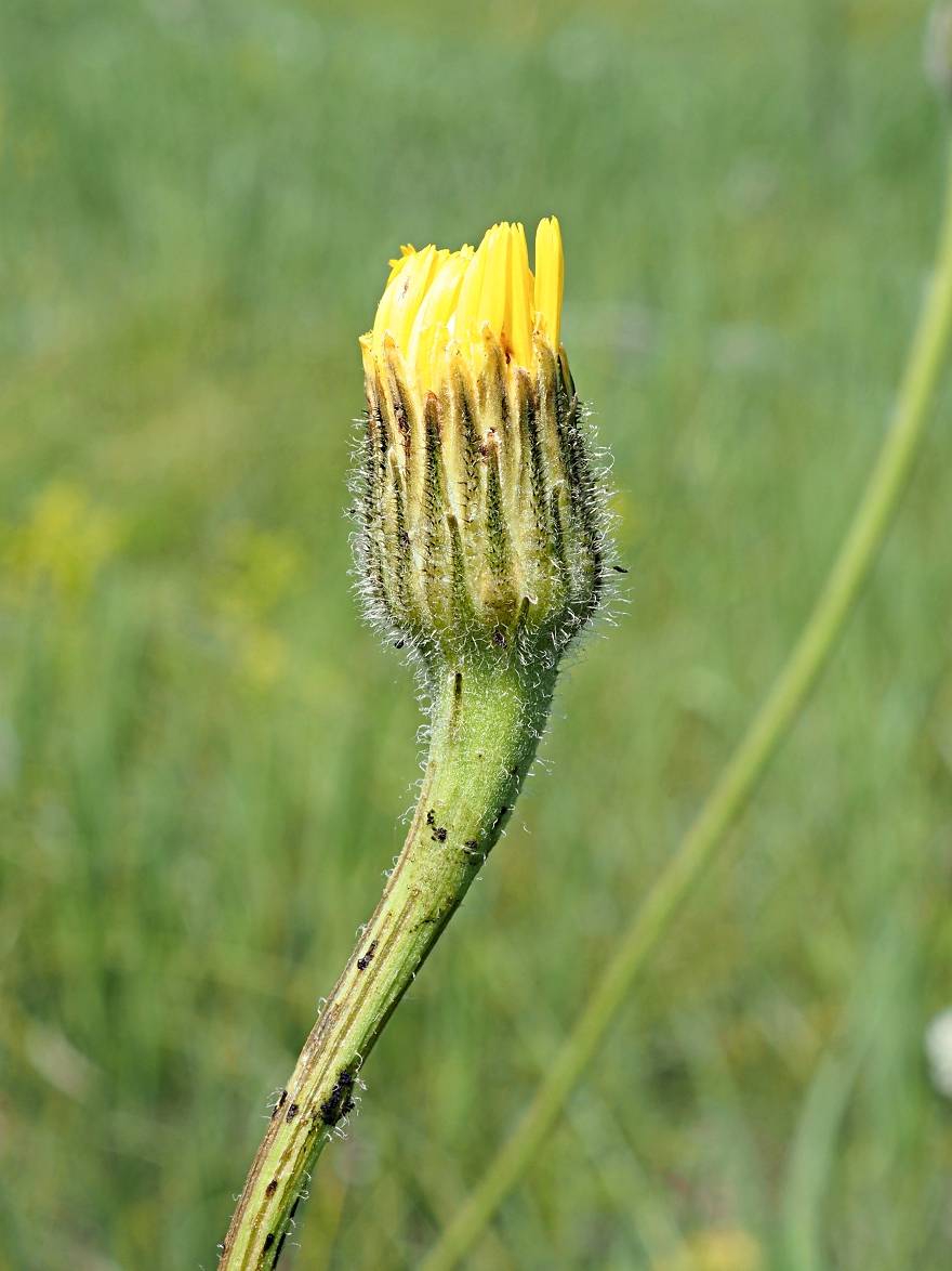 Image of Trommsdorffia maculata specimen.