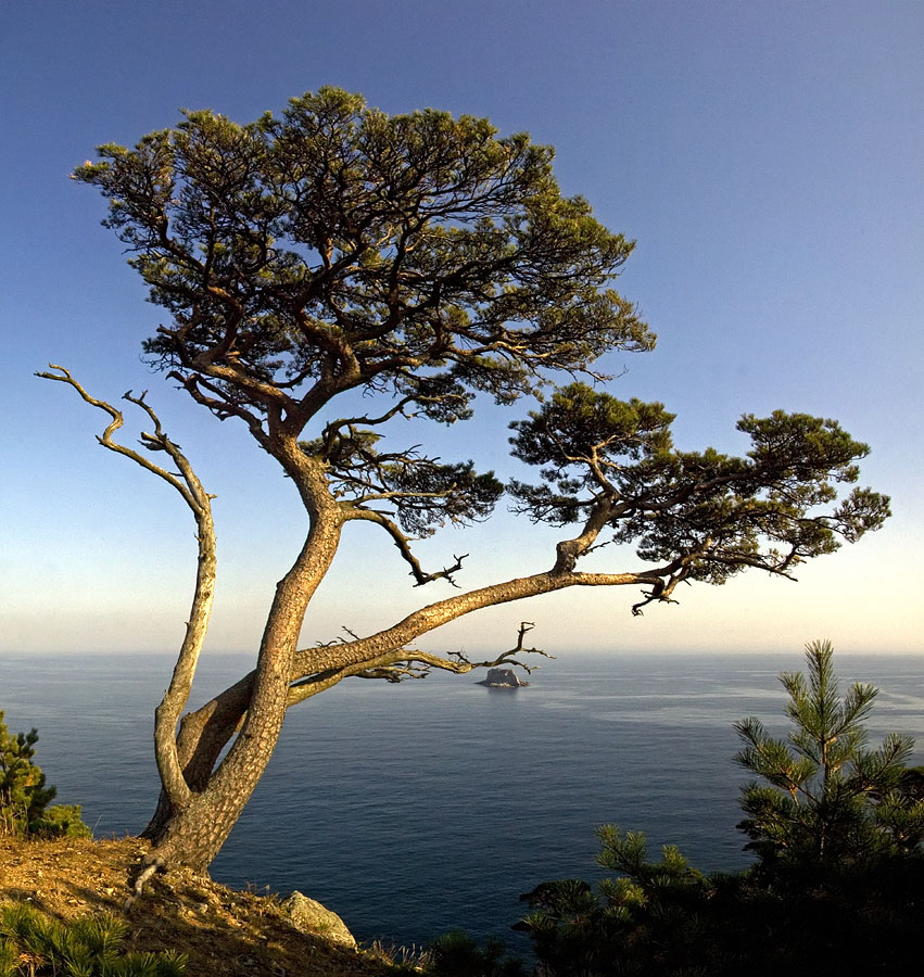 Изображение особи Pinus densiflora.