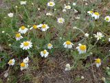 Anthemis ruthenica. ЛНР, г. Северодонецк, сквер, 11.05.2026.