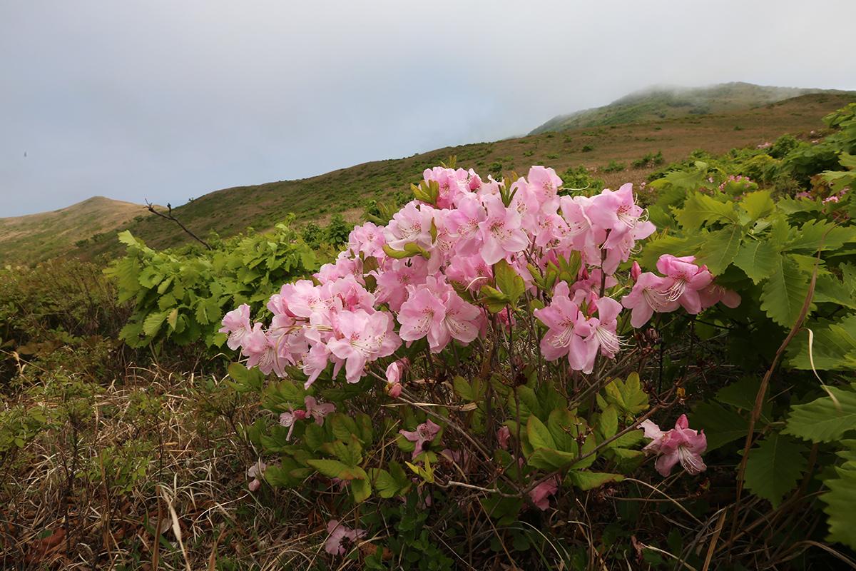 Image of Rhododendron schlippenbachii specimen.