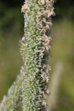род Phleum