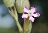 View full-size image Pleconax conica