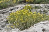View full-size image Odontarrhena obtusifolia