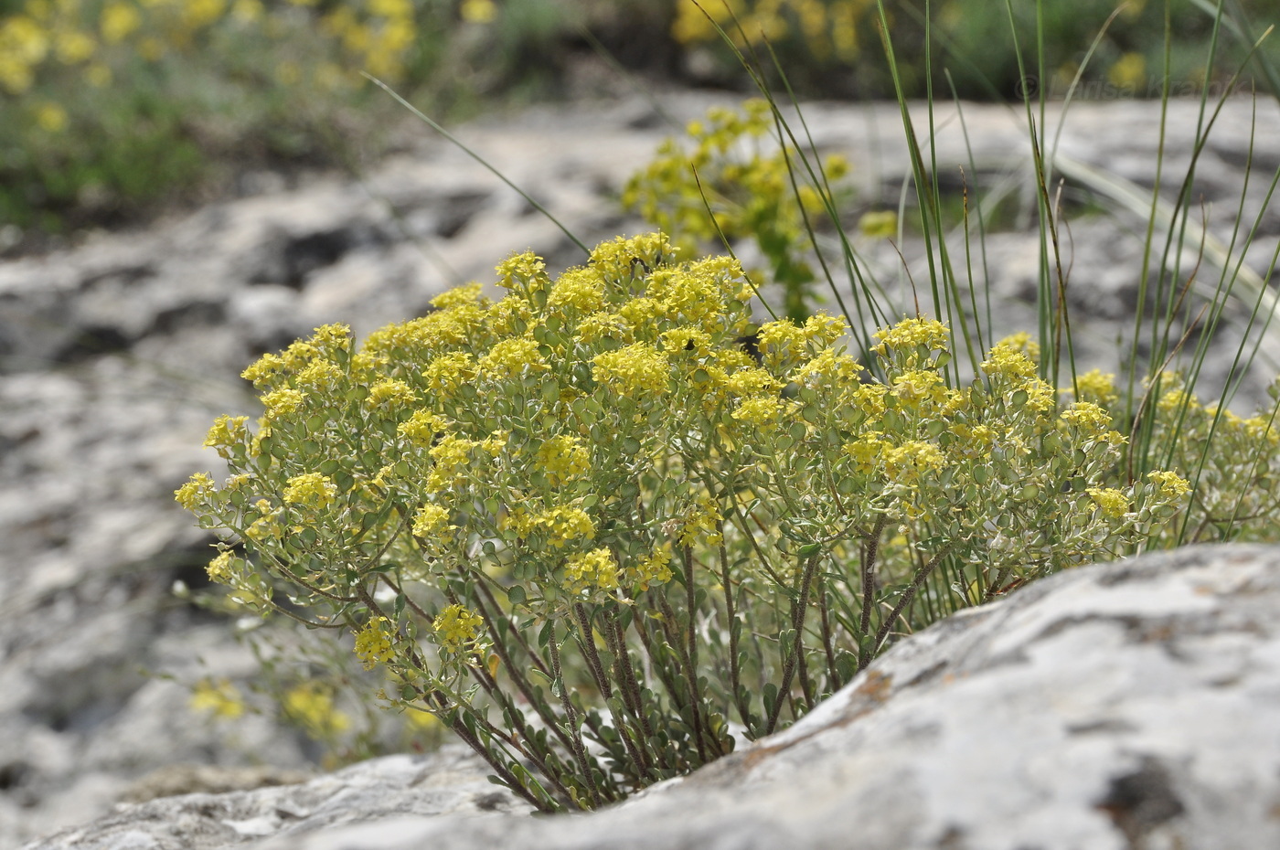 Изображение особи Odontarrhena obtusifolia.