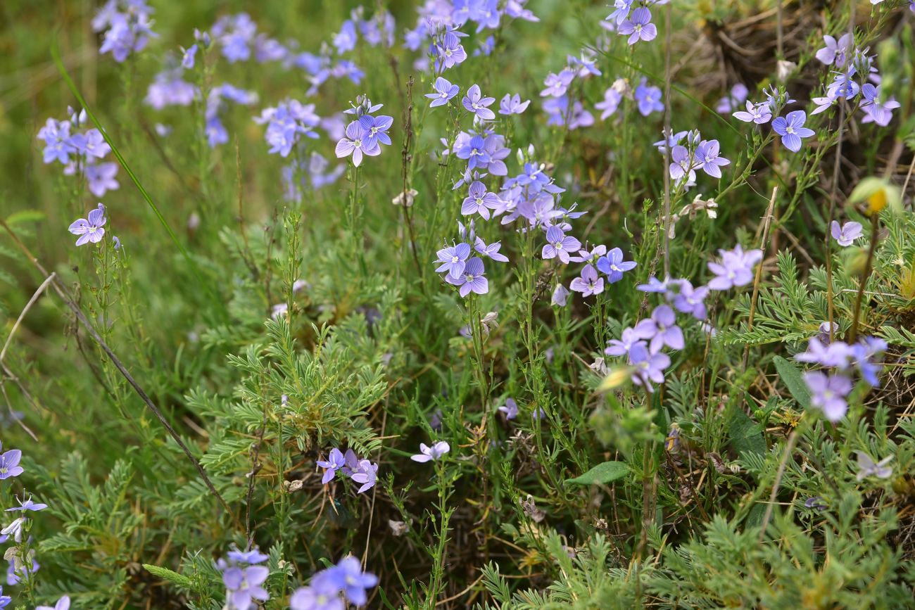Image of genus Veronica specimen.