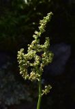 genus Rumex. Соцветие. Грузия, край Самцхе-Джавахети, Аспиндзский муниципалитет, окраина с. Тмогви. 10 июня 2026 г.