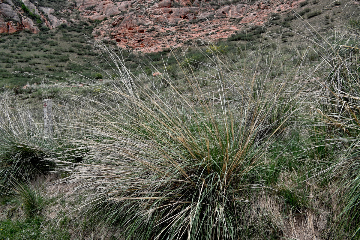 Image of Neotrinia splendens specimen.