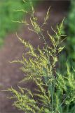 Asparagus officinalis. Верхушка цветущего растения. Татарстан, окр. с. Камское Устье, берег р. Волга, опушка смешанного леса (с участием Pinus и Betula), обочина тропы. 01.06.2026.