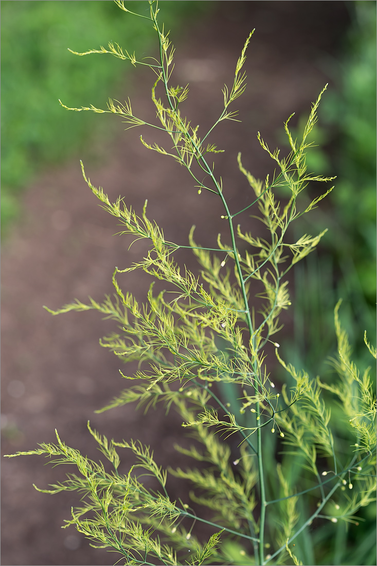 Изображение особи Asparagus officinalis.