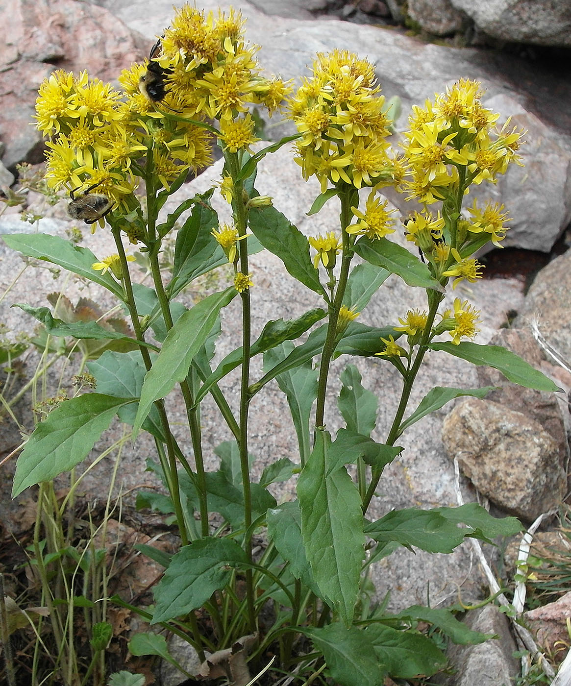 Изображение особи Solidago virgaurea ssp. dahurica.
