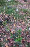 Lysimachia fortunei. Цветущее растение. Московская обл., окр. г. Электрогорск, ур. Белый Мох, озеленение часовни, в культуре. 27.09.2026.