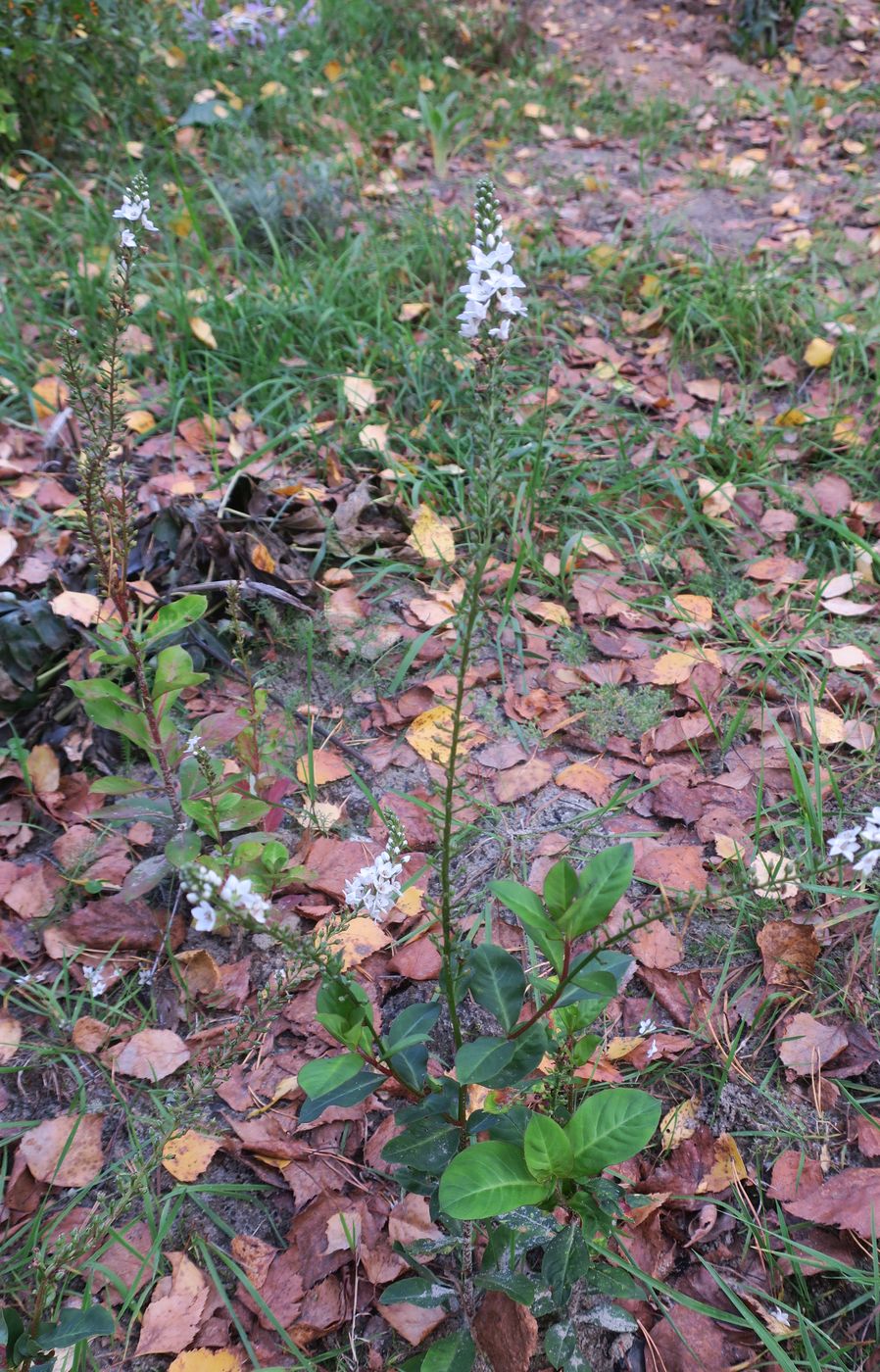 Image of Lysimachia fortunei specimen.