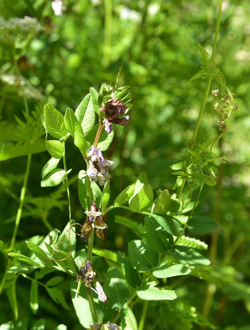Image of genus Vicia specimen.