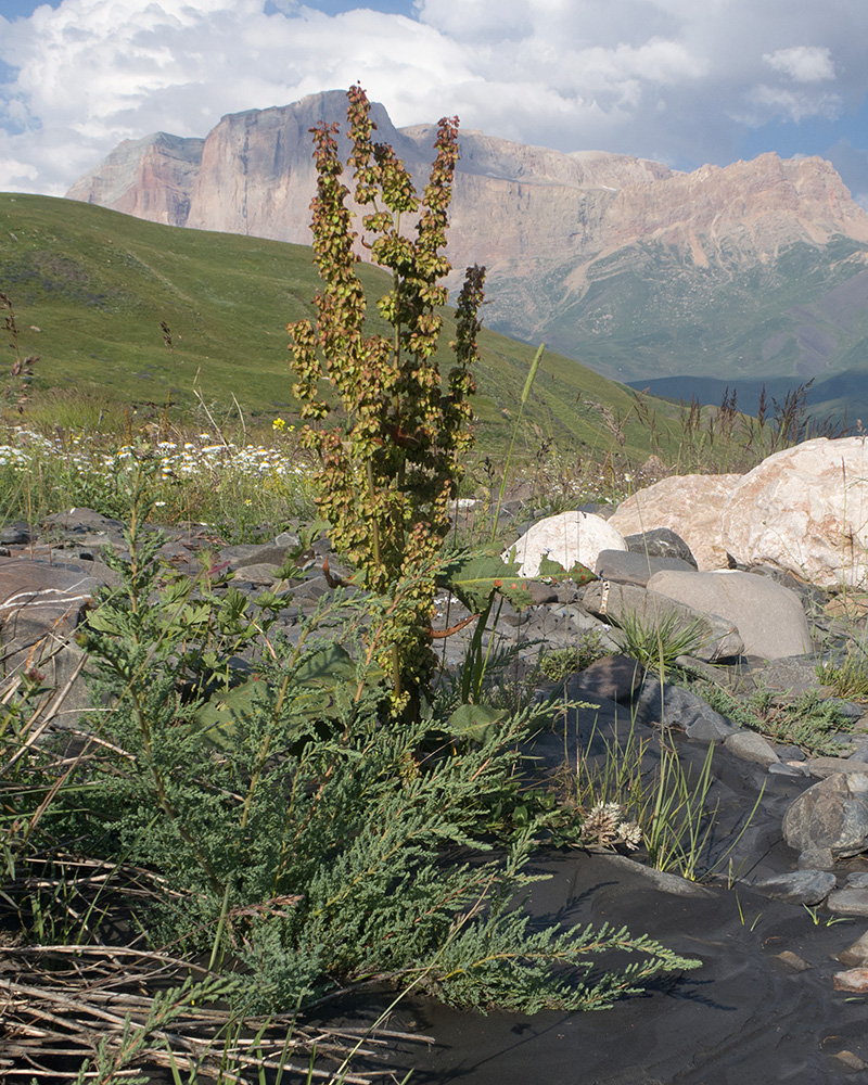 Image of genus Rumex specimen.