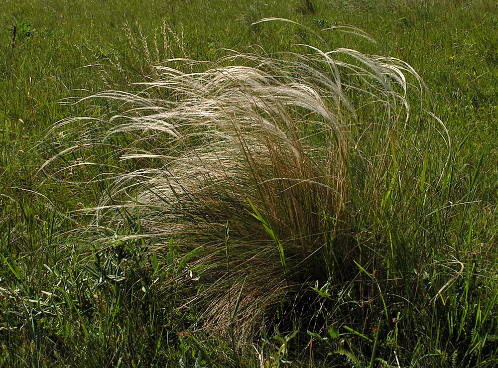 Изображение особи Stipa tirsa.