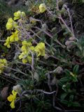 Helianthemum canum