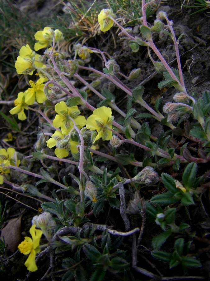 Image of Helianthemum canum specimen.