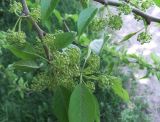 Maclura pomifera