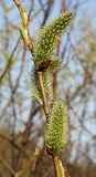 Salix phylicifolia. Женские (пестичные) соцветия. Окр. Санкт-Петербурга, Песочное. 3 мая 2004 г.