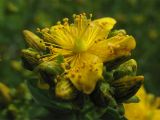 Hypericum maculatum. Верхушка соцветия с раскрывшимся цветком и бутонами. Нидерланды, провинция Drenthe, Busselte, на берегу мелиоративного канала. 15 июня 2008 г.