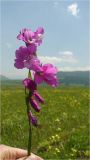 Gladiolus tenuis