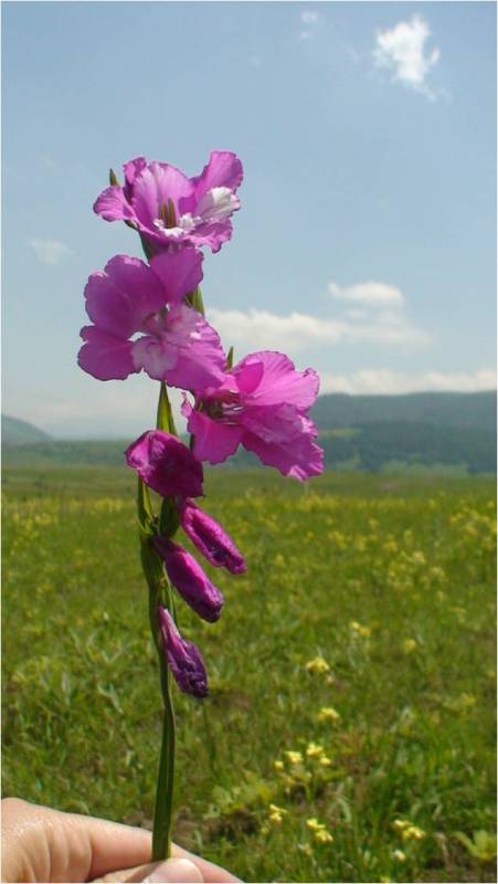 Image of Gladiolus tenuis specimen.