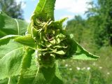 Inula helenium