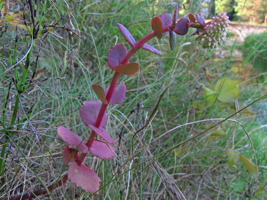 Image of Hylotelephium ruprechtii specimen.
