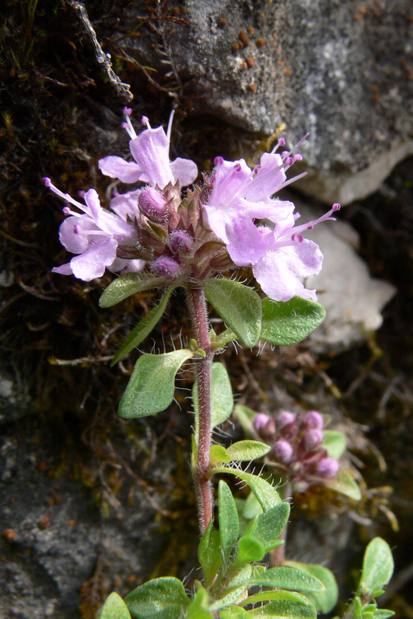 Изображение особи Thymus hirticaulis.