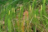 Lycopodium annotinum. Побеги со стробилами. Республика Татарстан, Волжско-Камский заповедник. 25.07.2011.