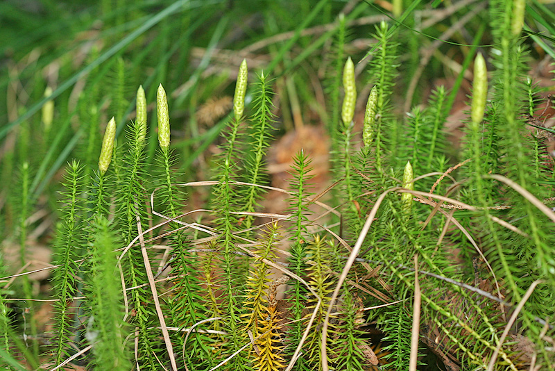 Изображение особи Lycopodium annotinum.