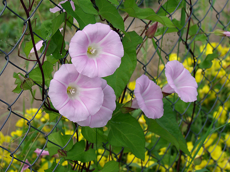 Изображение особи Calystegia spectabilis.